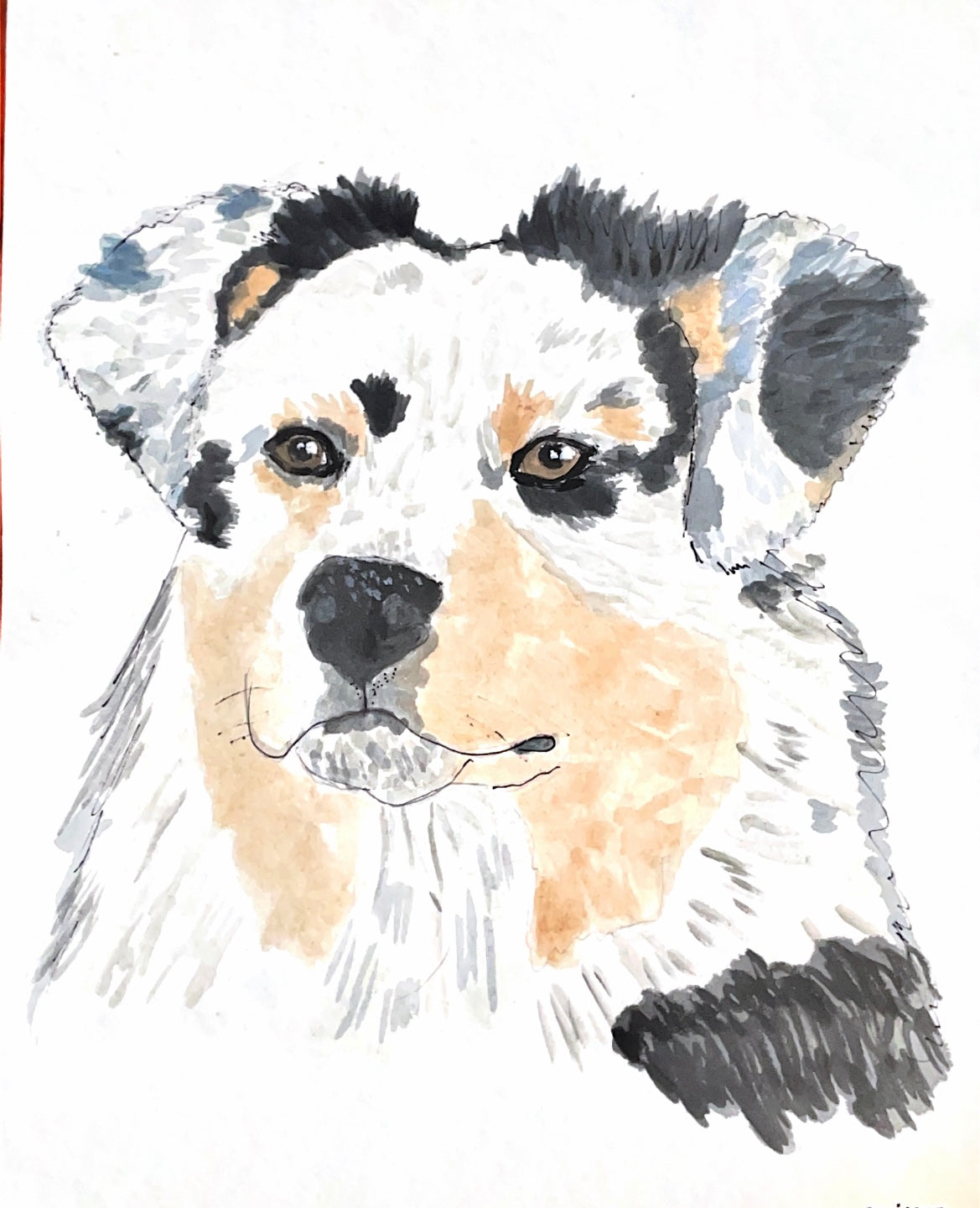 Australian shepherd puppy painting