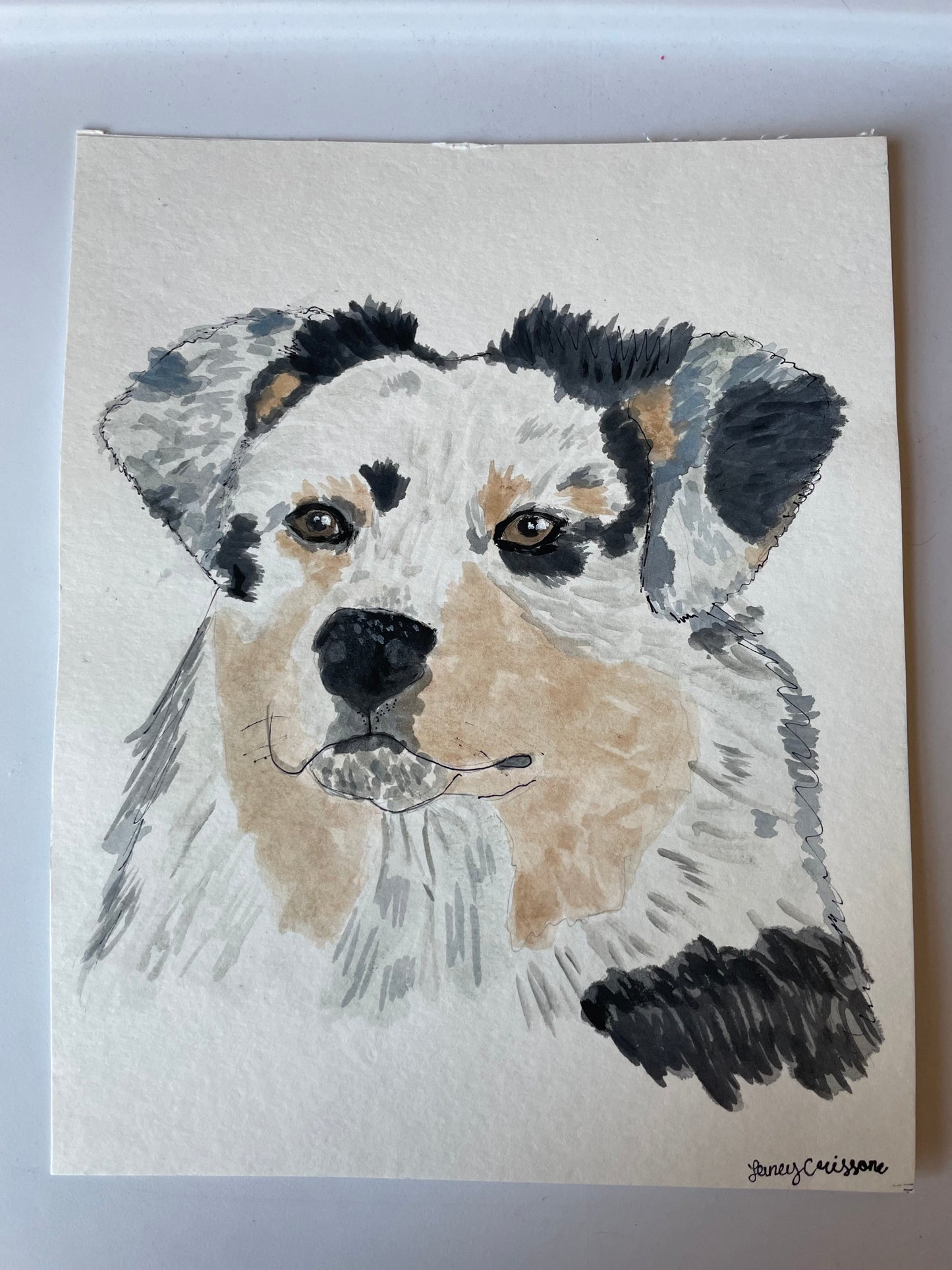 Australian shepherd puppy painting