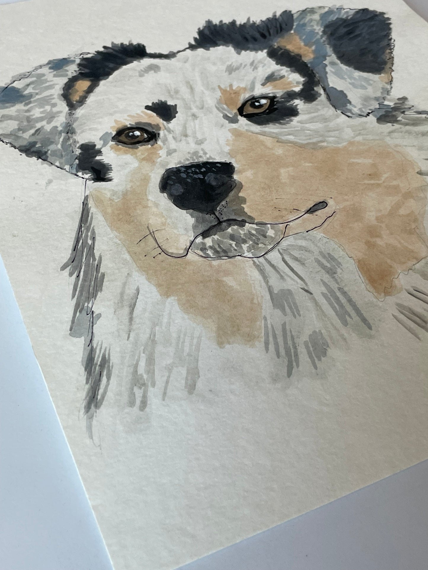 Australian shepherd puppy painting