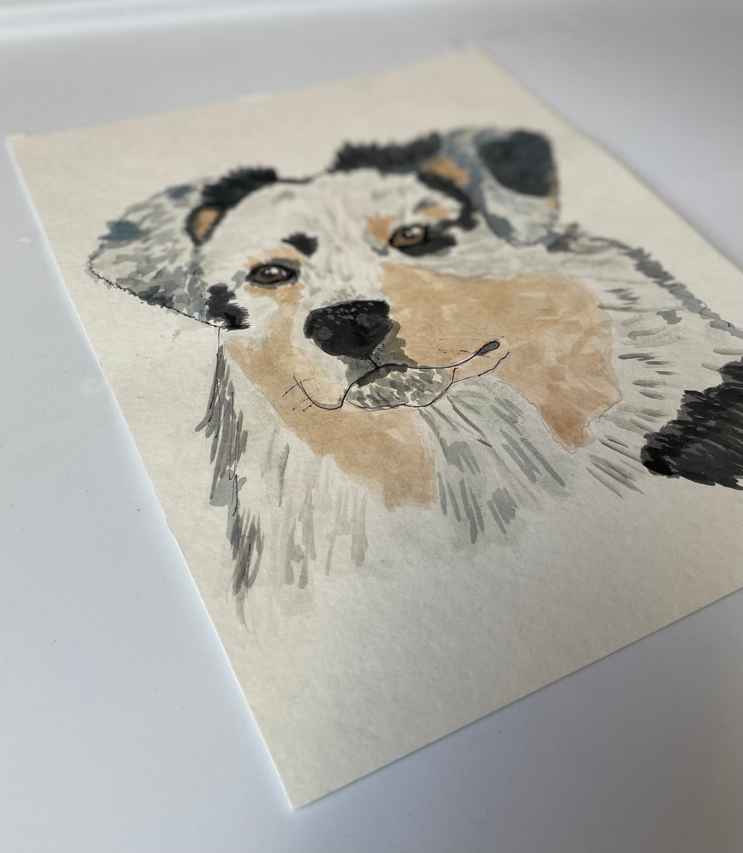 Australian shepherd puppy painting