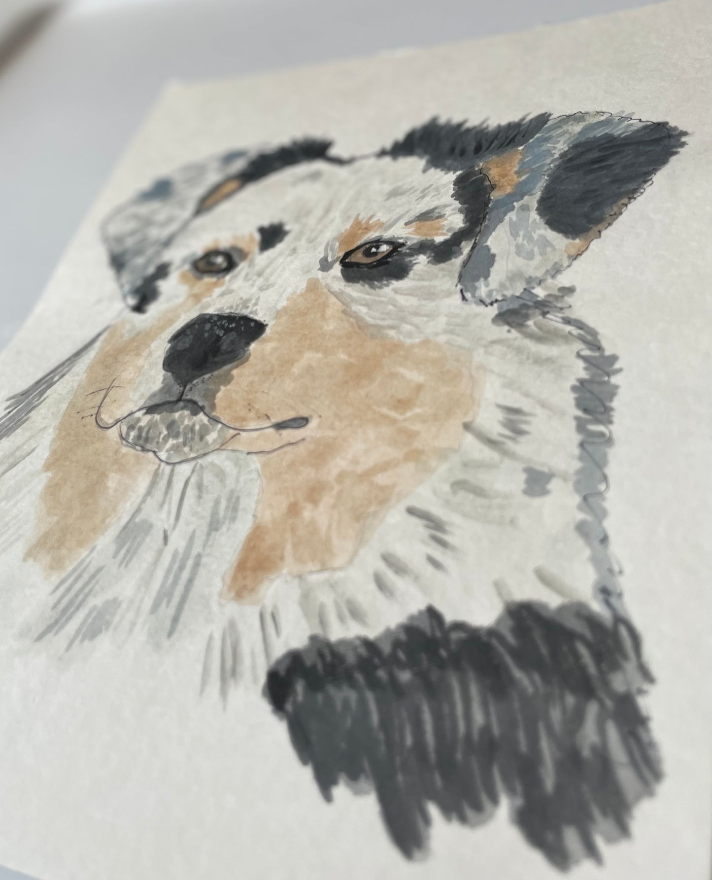 Australian shepherd puppy painting